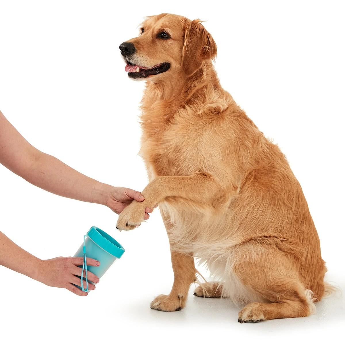 Muddy Dog Paws: The Everyday Problems They Can Cause at Home