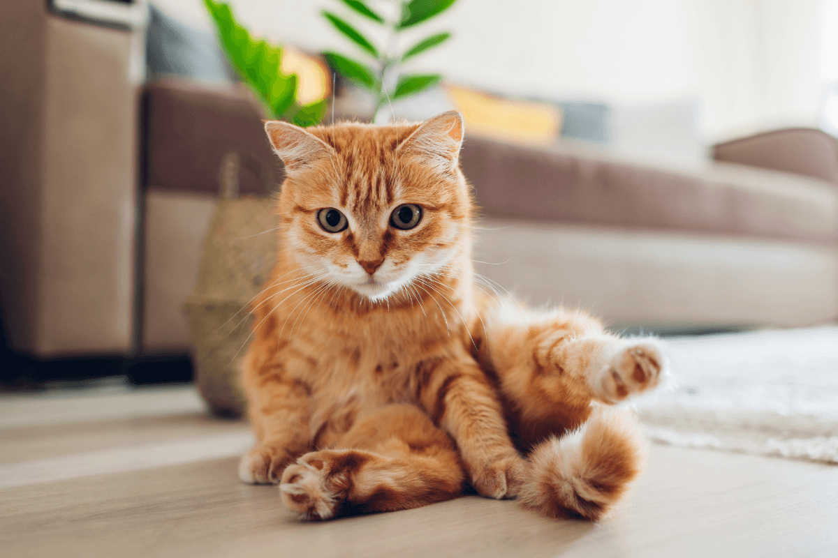 Everyday Cat Care Essentials: Elevate Your Routine and Pamper Your Feline Friend - KinPeto